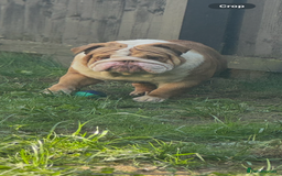 English Bulldog dogs for stud: Tony  - Image 4