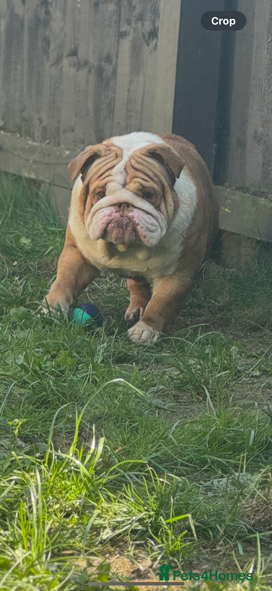 English Bulldog dogs for stud: Tony  - Image 4