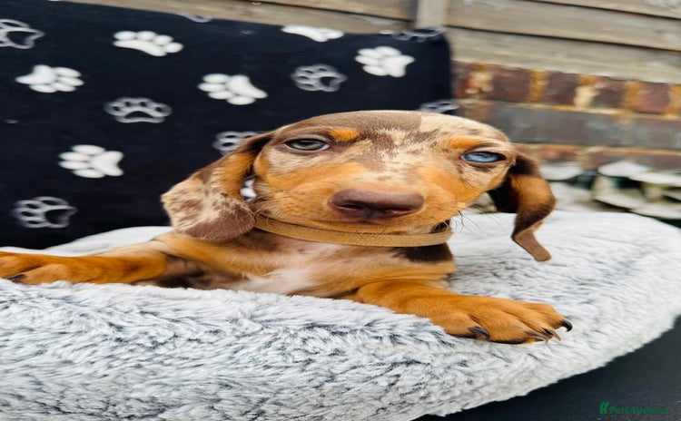 Miniature Dachshund dogs - Advert 1