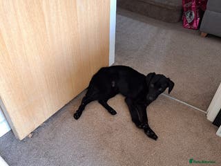 Labrador Retriever dogs healthy female Labrador retriever - Advert 12