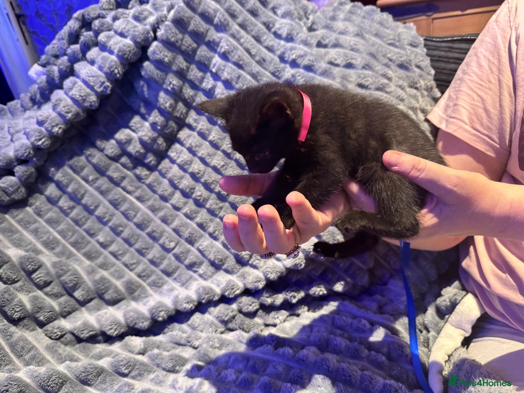 British Shorthair cats for sale: British shorthair x kittens - Image 13
