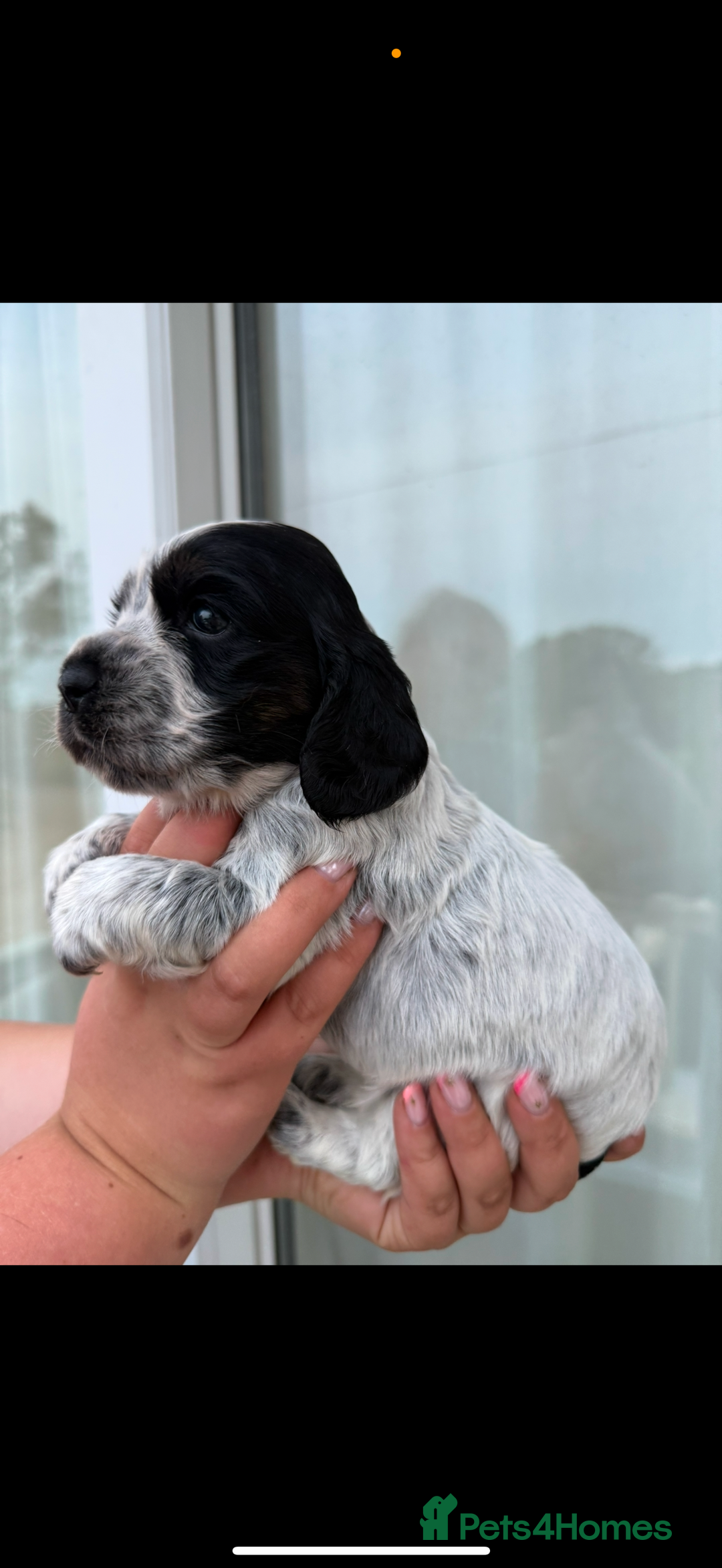 Cocker Spaniel dogs for sale: F1 , 3 pups left  - Image 4