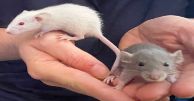 Rat rodents - Advert 6