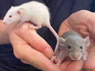 Rat rodents Baby dwarf rats - Advert 2