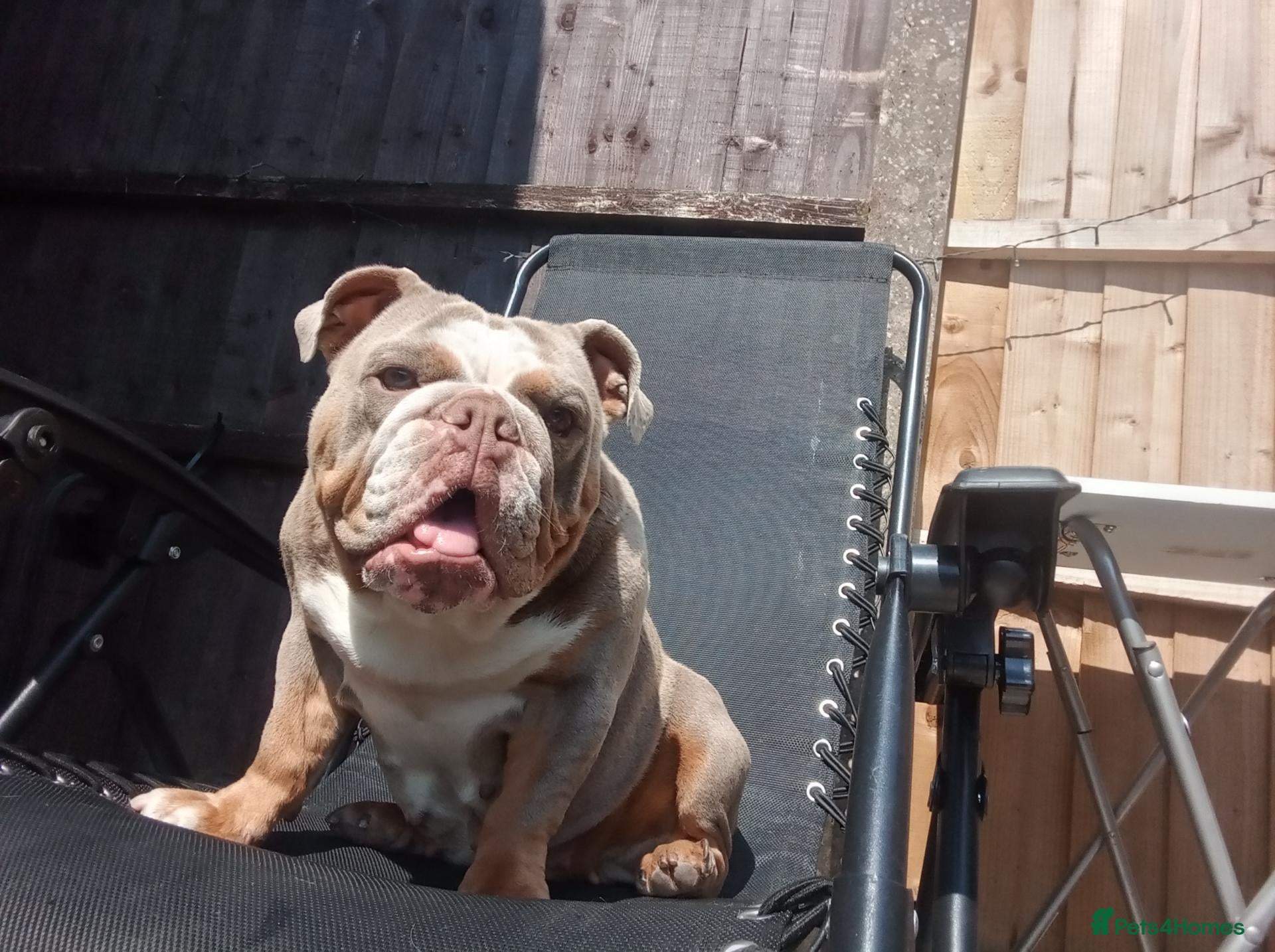English Bulldog dogs for sale: Mini lilac English Bulldog - Advert 2