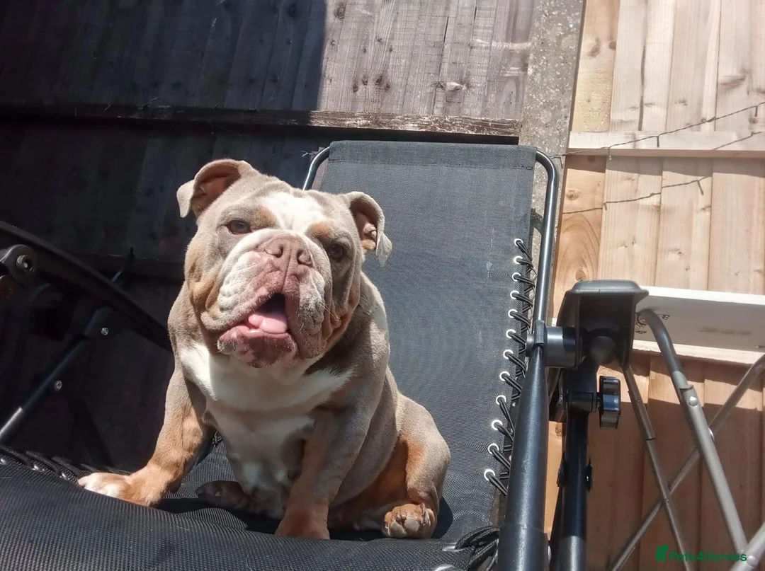 English Bulldog dogs for sale: Mini lilac English Bulldog in Liverpool - Advert 1
