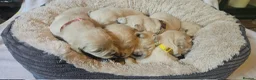 Golden Retriever dogs for sale: KC Registered Show Line Golden Retriever Puppies - Advert 14