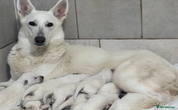 White Swiss Shepherd dogs - Advert 1
