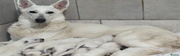 White Swiss Shepherd dogs for sale: WSS One boy and one girl available  - Advert 13