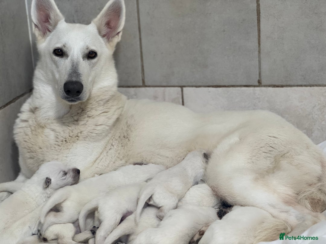 White Swiss Shepherd dogs for sale: White Swiss Shepherd Puppies - Image 1