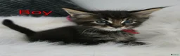 Maine Coon cats for sale: 6 TICA registered Maine Coon kittens. - Advert 14