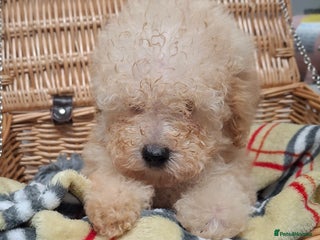 Poodle dogs Minature poodle pups - Advert 4