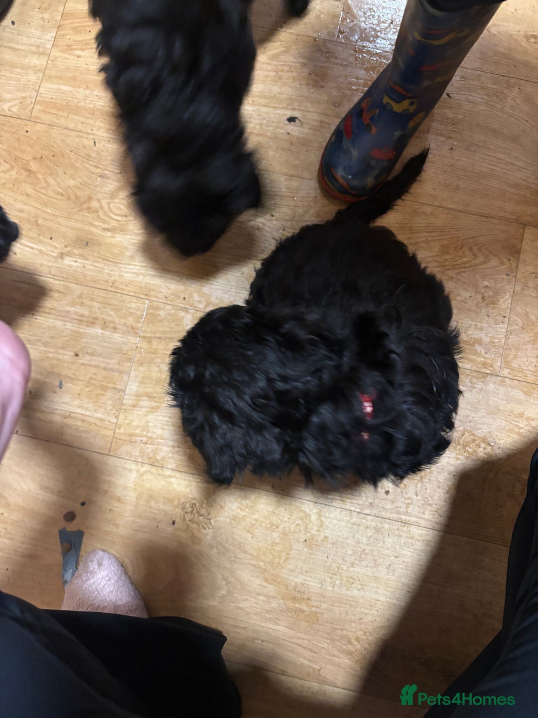 Cockapoo dogs for sale: Cockapoo for sale - Advert 11