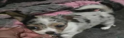 Chihuahua dogs for sale: Stunning long haired chihuahua - Advert 3