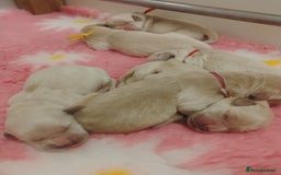 Golden Retriever dogs for sale: KC Fully health tested Golden retriever puppies - Image 8