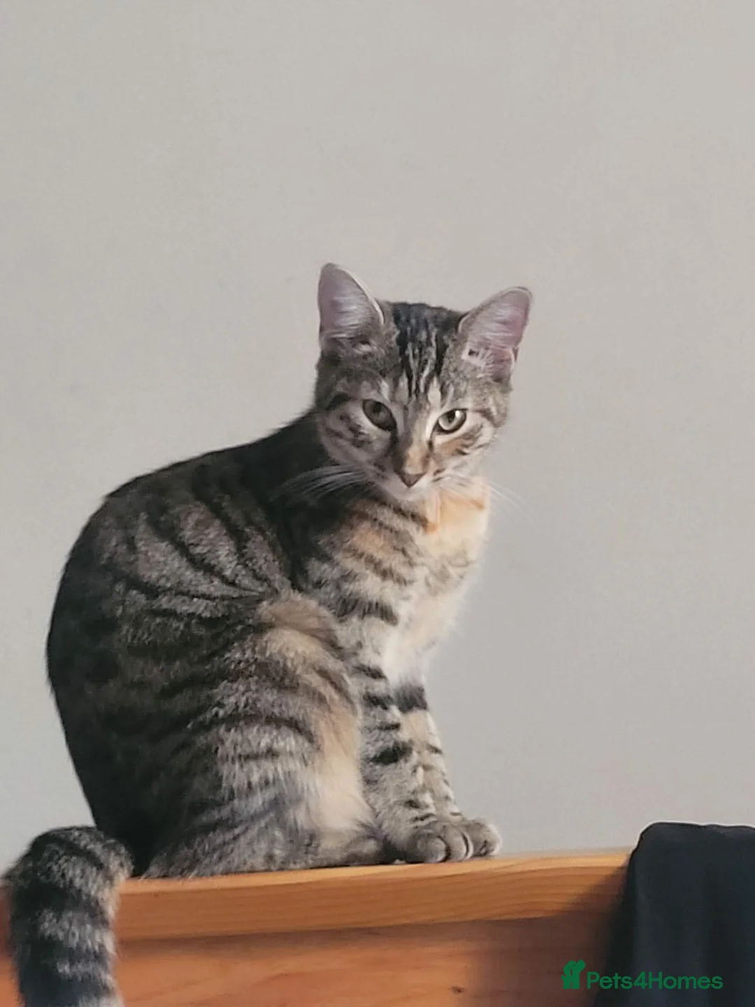 Mixed Breed cats for sale: Gorgeous tabby boy  - Advert 8