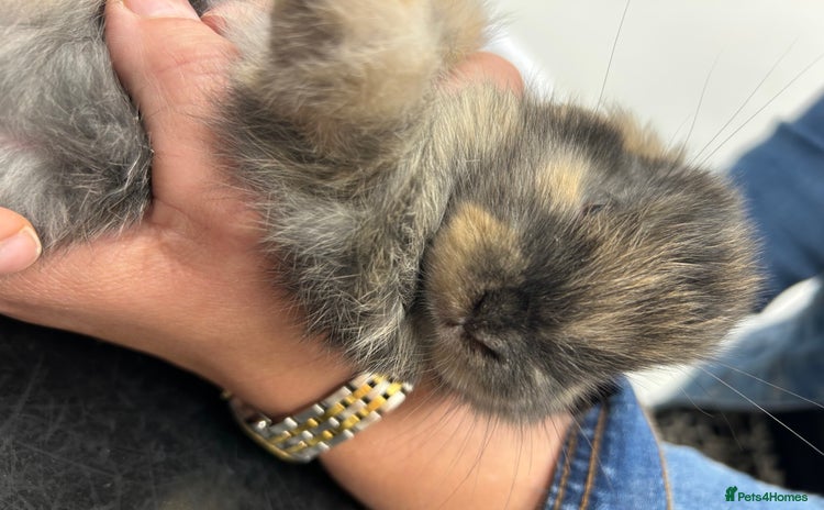 French Lop rabbits - Advert 1