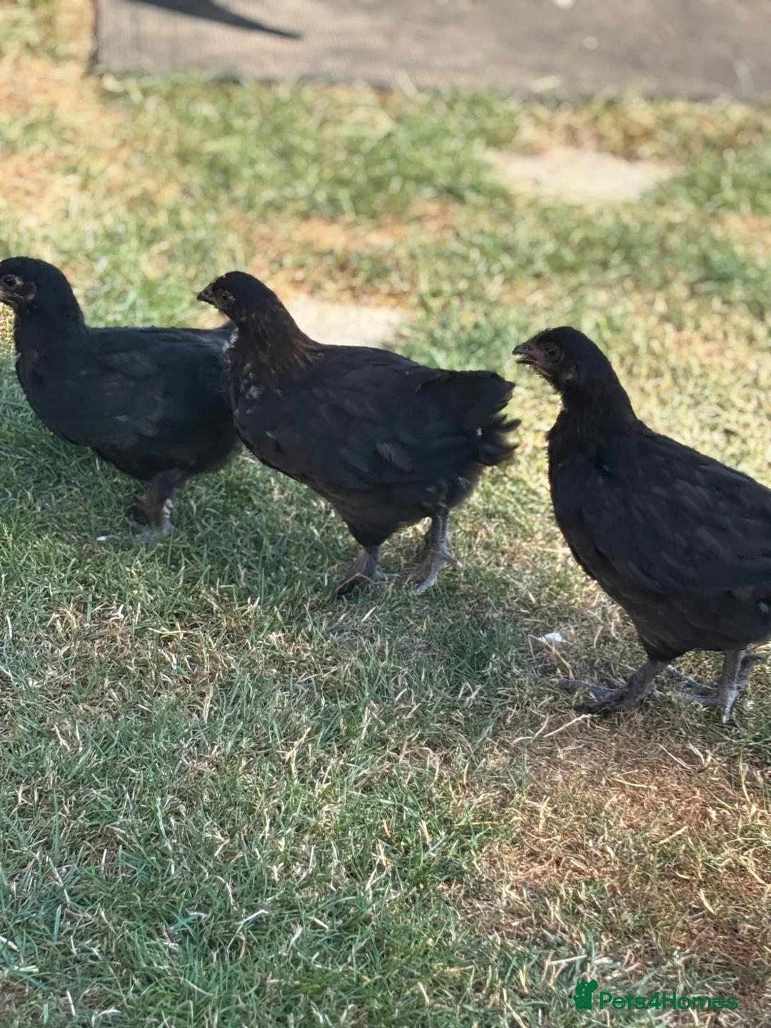 Chickens poultry for sale: 8 week old Hens for sale  - Advert 2