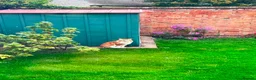 Maine Coon cats for sale: MaineCoon Male 6 years Old  in Coventry - Advert 4