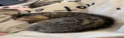 Bengal cats for sale: Cashmere bengals - Advert 3