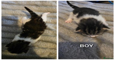 British Shorthair cats - Advert 15