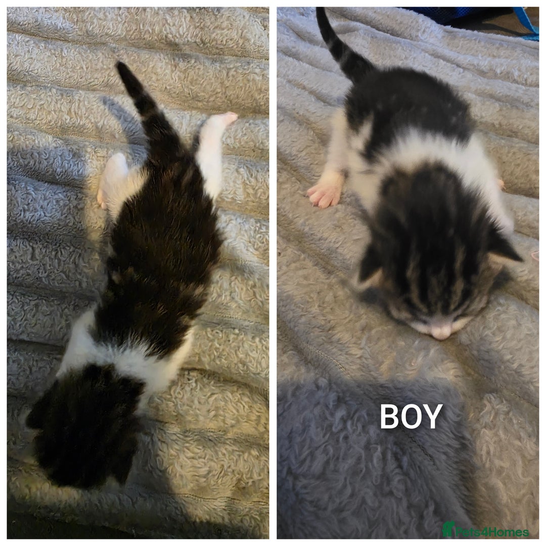 British Shorthair cats for sale: Kittens - Image 2