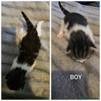 British Shorthair cats - Advert 5