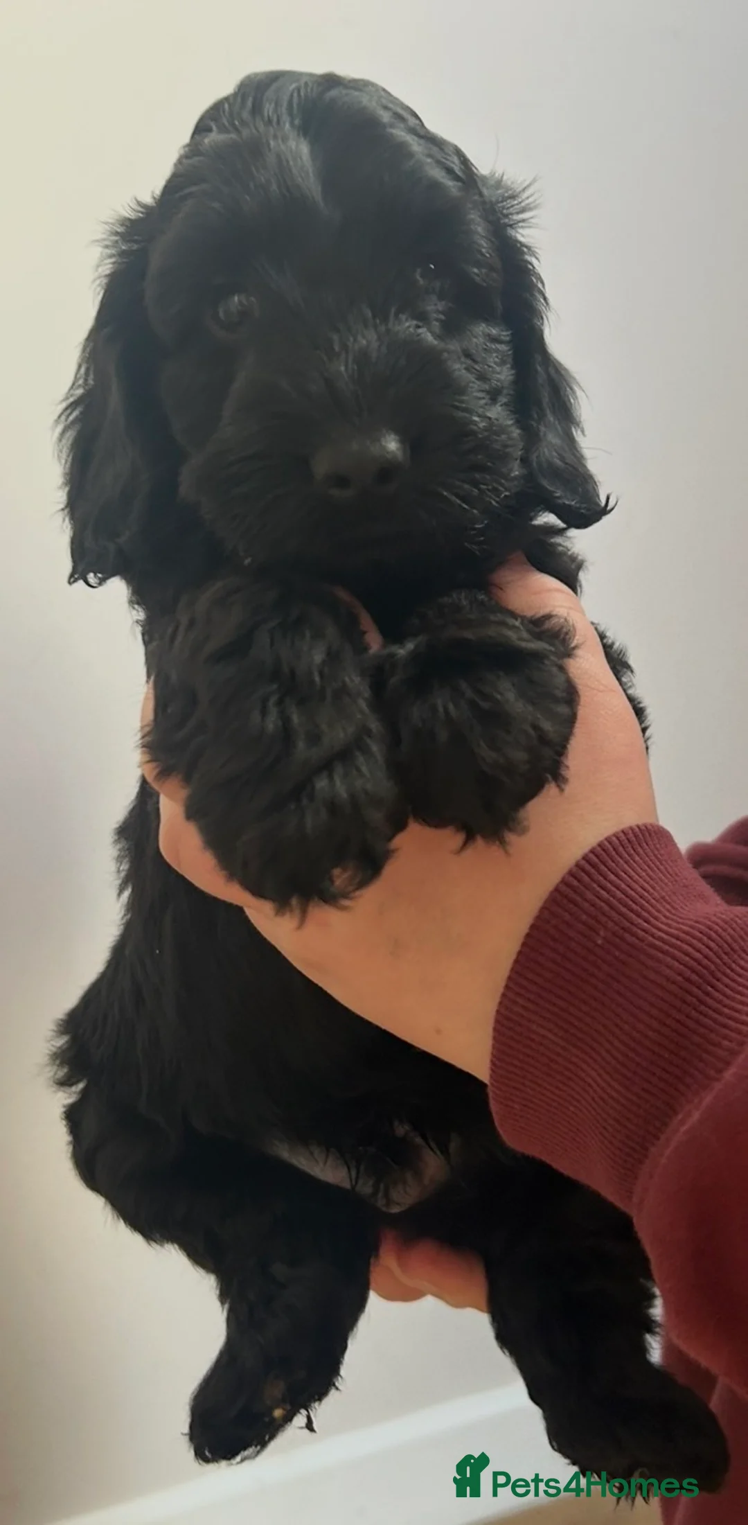 Cockapoo dogs for sale: Cockapoos - all reserved  - Advert 1