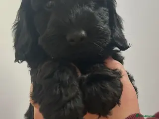 Cockapoo dogs Cockapoos - all reserved - Advert 15