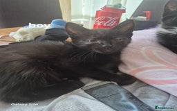 Mixed Breed cats for sale: Kittens ready now  - Image 2