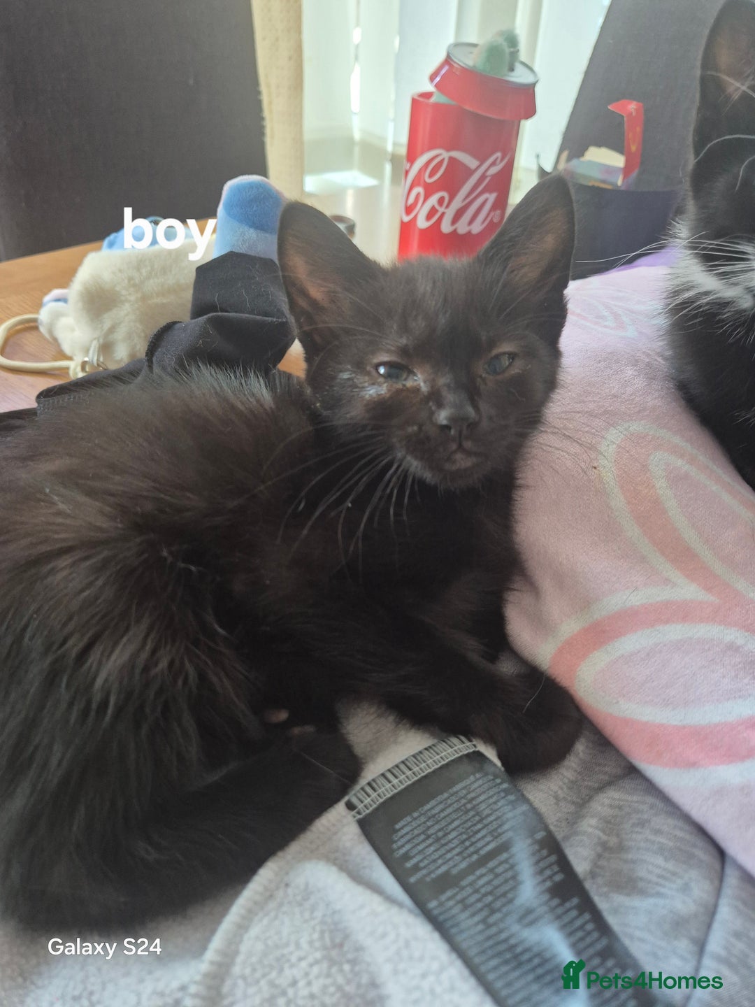Mixed Breed cats for sale: Kittens ready now  - Image 2