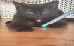 Mixed Breed cats for sale: Male kitten  - Image 1