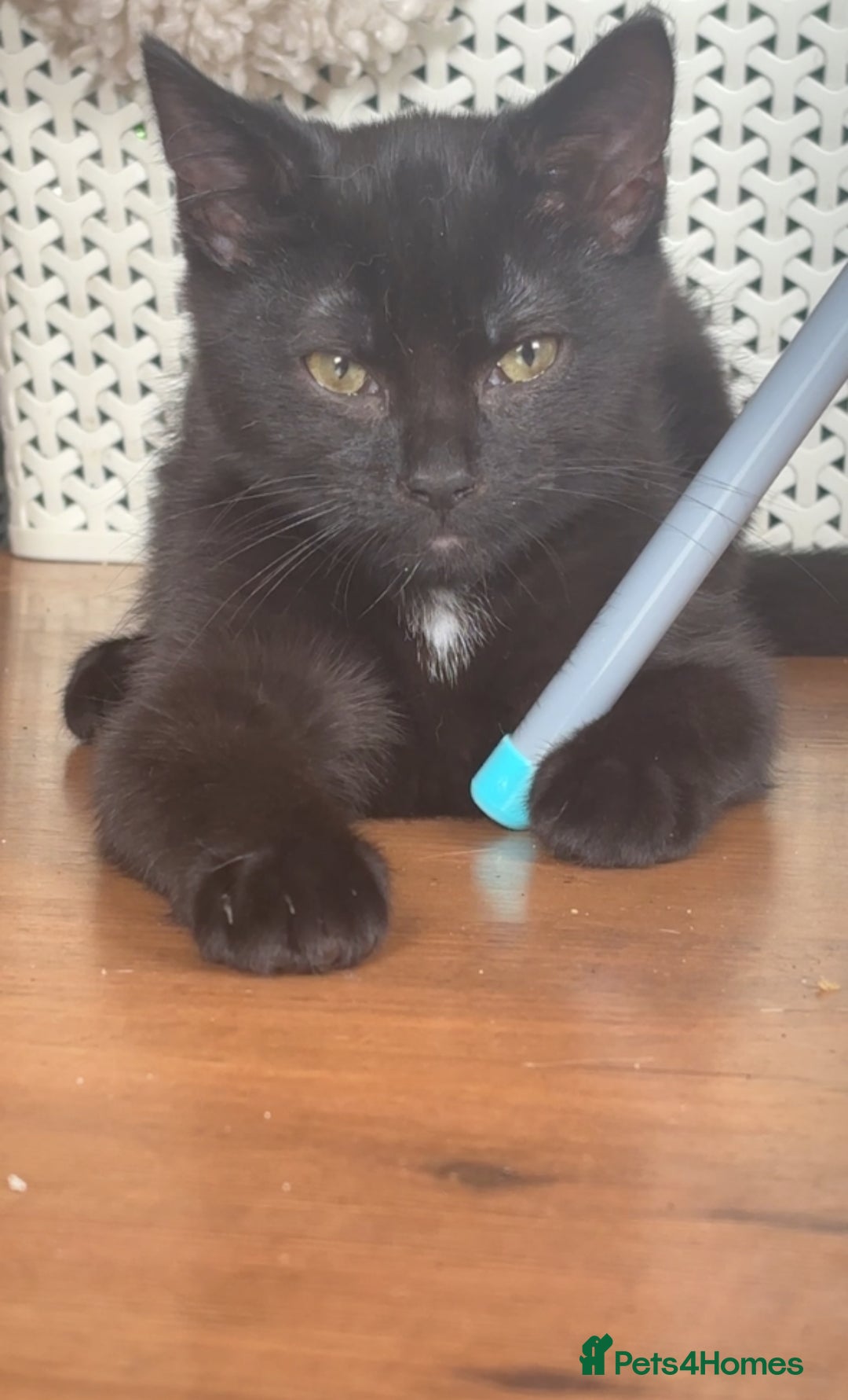 Mixed Breed cats for sale: Male kitten  - Image 1