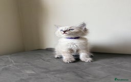 Ragdoll cats for sale: RAGDOLL KITTENS - LAST BOY 🐾🩵 - Image 4