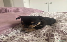 Chihuahua dogs for sale: Chihuahua - Image 2