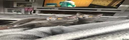 British Shorthair cats for sale: 2 beautiful cats,  in Stoke-on-Trent - Advert 4