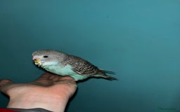 Budgerigars birds for sale: Hand reared baby budgies  - Image 7