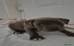 Staffordshire Bull Terrier dogs for sale: Blue Staffs £1,100 Deposit is £245 - Image 14