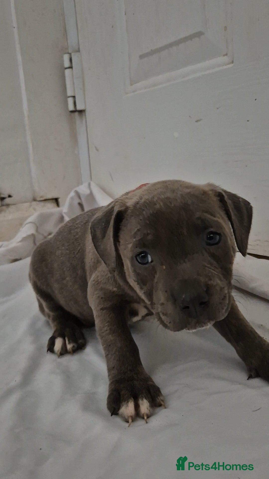 Staffordshire Bull Terrier dogs for sale: Blue Staffs £1,100 Deposit is £245 - Image 14