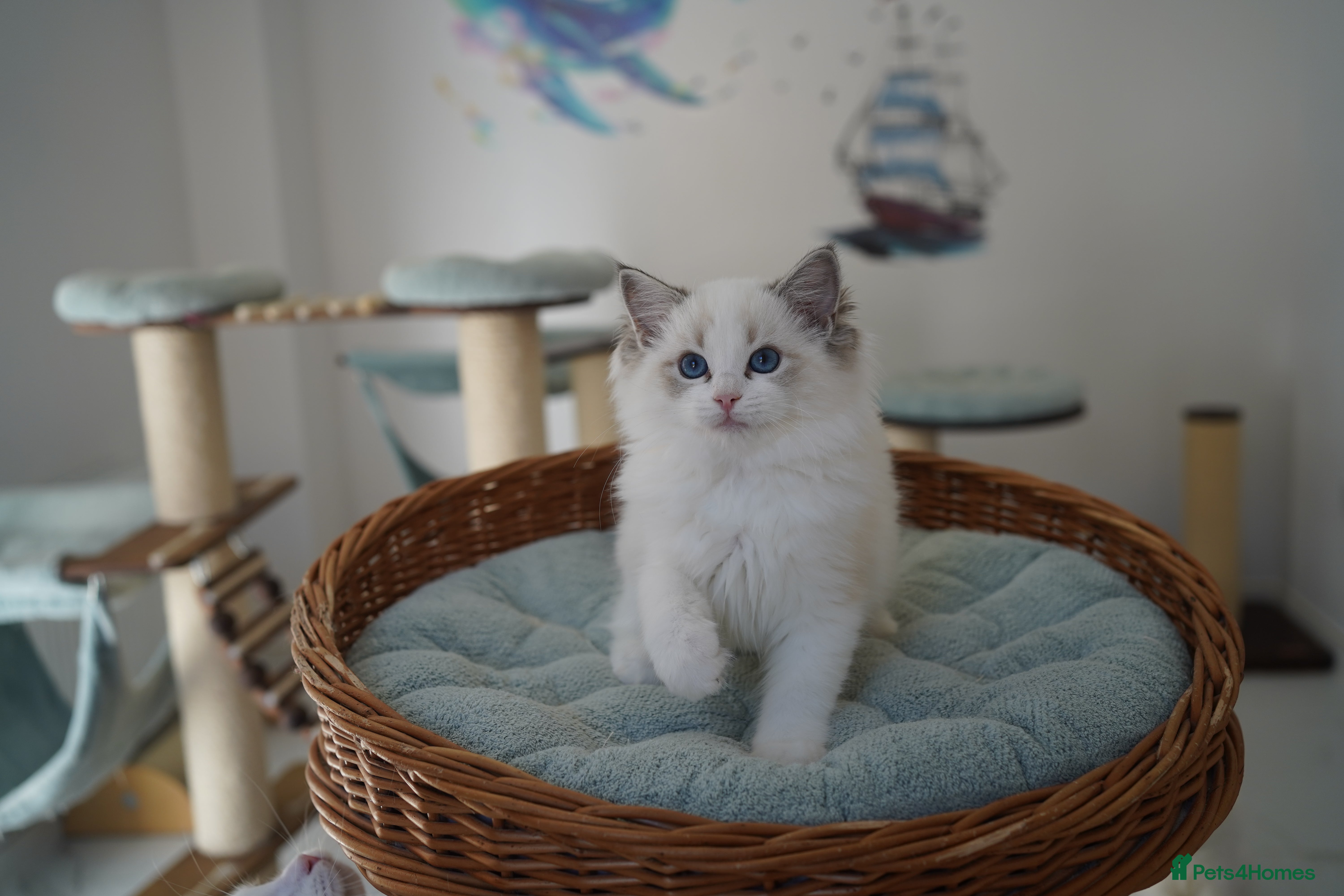 Ragdoll cats TICA register kittens - Advert 2