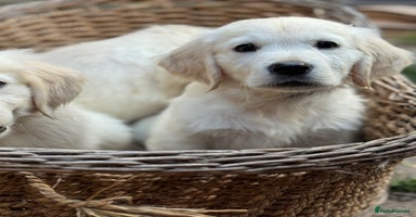 Golden Retriever dogs - Advert 12