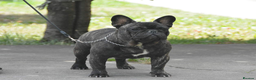 French Bulldog dogs for stud: INTERNATIONAL CHAMPION French Bulldog for Stud - Advert 17