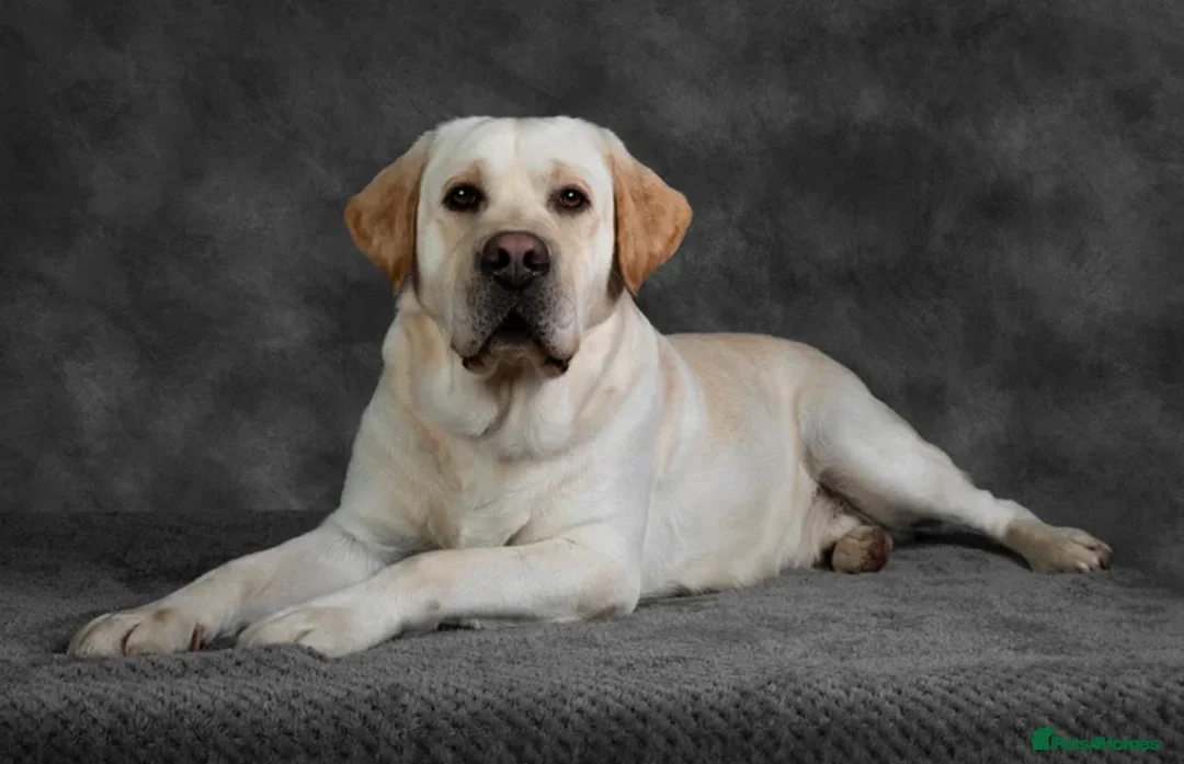 Labrador Retriever dogs for sale: Full Show & Fully health Tested Stud - Advert 5