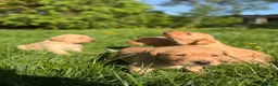 Labrador Retriever dogs for sale: Fox Red Labrador  - Advert 13