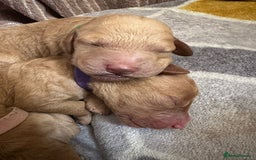 Cockapoo dogs for sale: Cockapoo Pups - Image 3