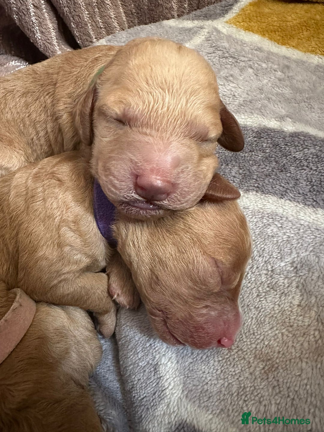 Cockapoo dogs for sale: Cockapoo Pups - Image 3