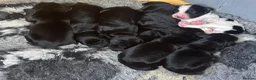 Cocker Spaniel dogs for sale: 7 working cocker spaniel pups - Advert 7