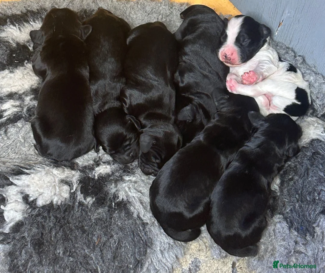 Cocker Spaniel dogs for sale: 7 working cocker spaniel pups - Advert 7