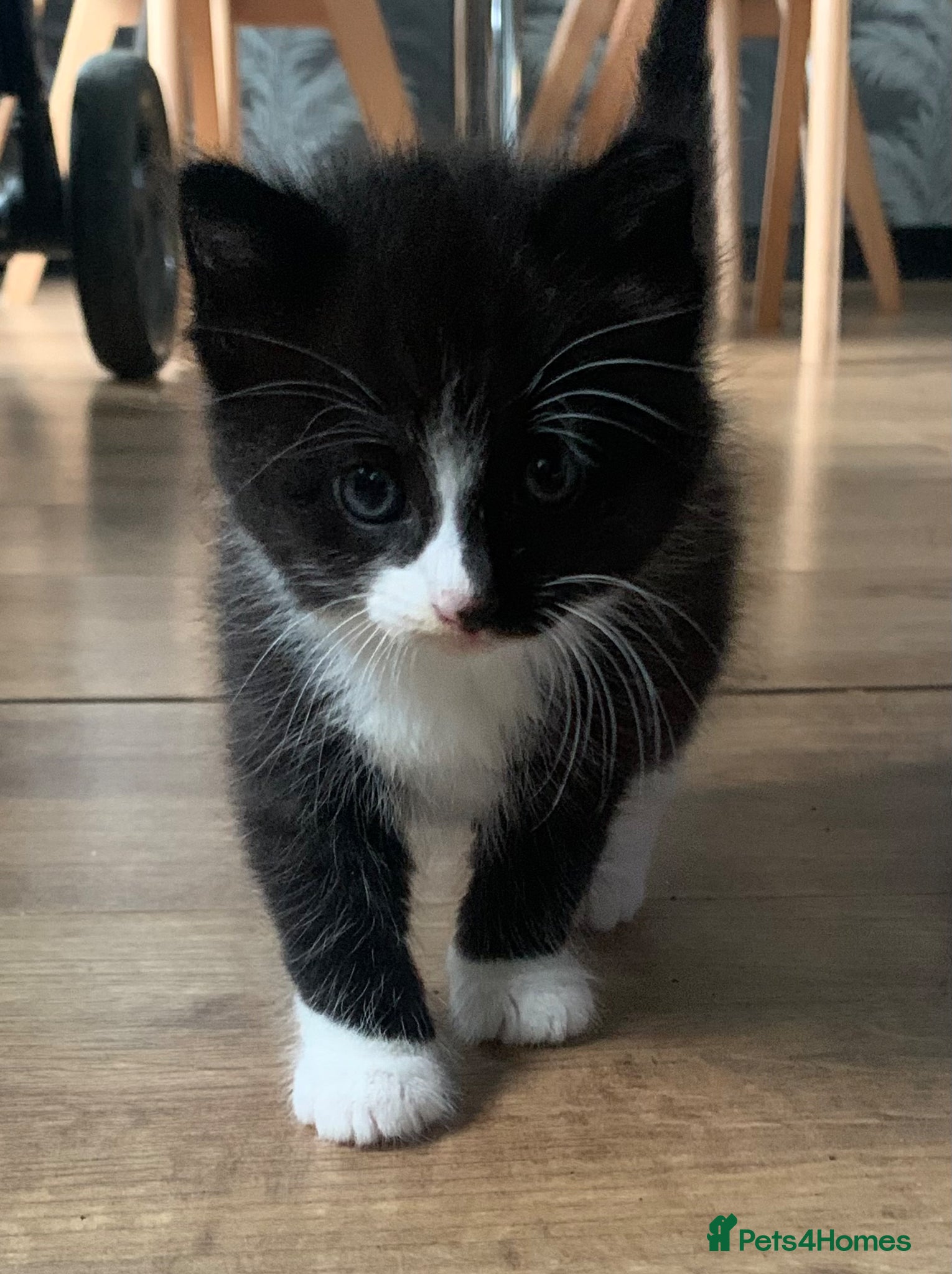 Mixed Breed cats ❤️Beautiful Tuxedo X British long hair kittens❤️  - Advert 2
