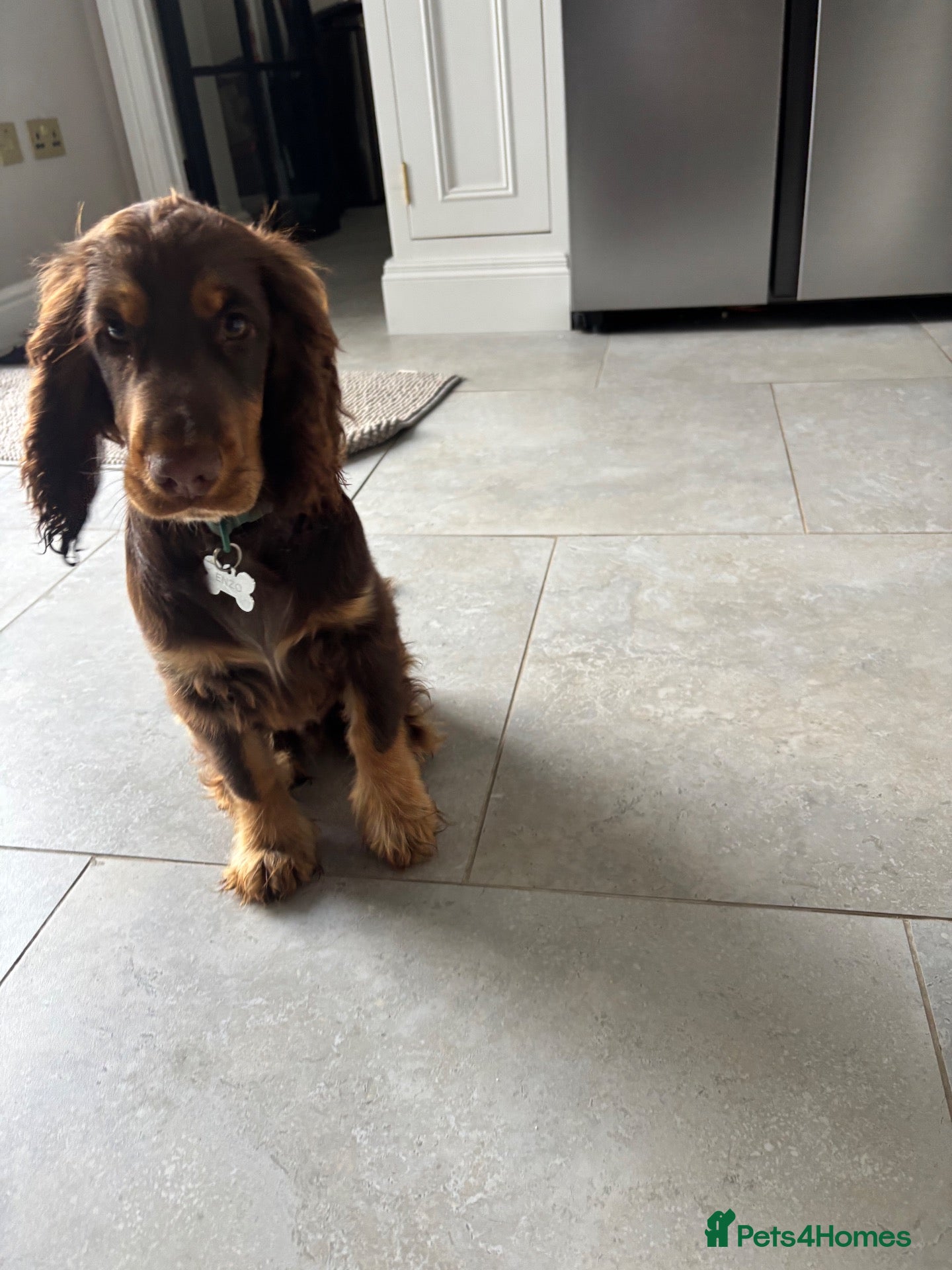 Cocker Spaniel dogs Enzo male Show Cocker Spaniel . Brown and tan - Advert 1